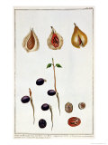 Nutmeg  Plate 8  from 