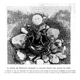 Lycosa Narbonensis Exposing Her Egg to the Sunlight  from 'L'Illustration' Published 9th April 1910