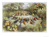 Rehearsal in Fairy Land  Illustration from 