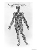 Veins and Arteries System
