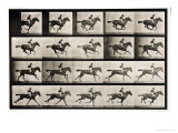Jockey on a Galloping Horse  Plate 627 from "Animal Locomotion " 1887