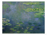 Waterlilies