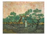 The Olive Pickers  Saint-Remy  1889 (Oil on Canvas)