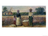 Cotton Pickers in the American South