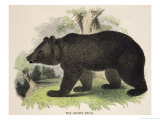 The Brown Bear  Educational Illustration Published by the Society for Promoting Christian Knowledge