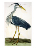 The Heron Plate from "The British Zoology Class II: Birds"