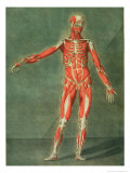Superficial Muscular System of the Front of the Body