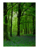 Fairies Playground