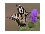 Butterfly feeding on Thistle