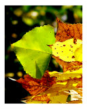 Autum