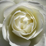 White Rose
