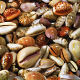 Coquillages