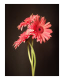 Gerbera Daisy