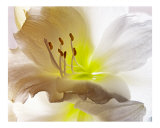 271 White Amaryllis