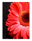Gerbera Daisy