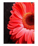 Gerbera Daisy