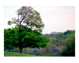 Ross Castle grounds