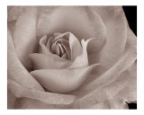Sepia Rose
