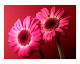 Gerbera Daisy