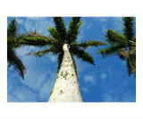 Palm Trees
