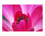 Pink Waterlily
