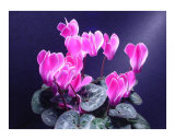 Cyclamen