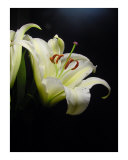 Regal Lily