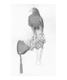 harris Hawk