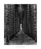 Red Pines  Empire  MI