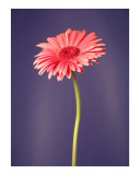 Gerbera Daisy