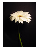 Gerbera Daisy