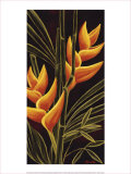 Heliconia