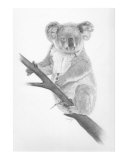 Koala Bear