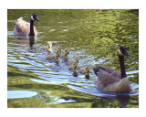 Geese Family
