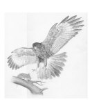 Hunting Harris Hawk