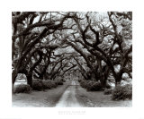 Path in the Oaks II  Louisiana