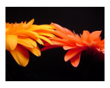 Gerbera Daisy