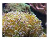 Frogspawn Coral