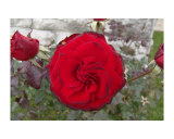 Fall Rose and the Ladybug's Kiss