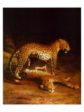 Two Leopards Playing in the Exeter Change Menagerie  c1808