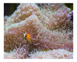 Ocellaris Clownfish Hiding In Coral