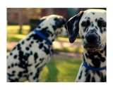 Double Dalmation