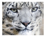 275 Snow Leopard Up Close!