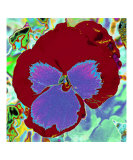 Pansy