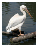 Pelican