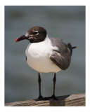 Seagull