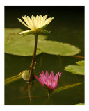 Water Lily