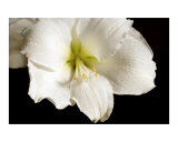 White Amaryllis