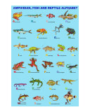 Amphibian  Fish and Reptile Alphabet