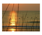 Pelicans at sunrise
